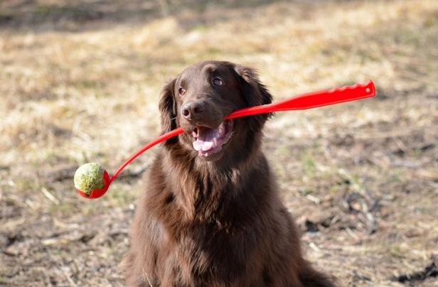 Was Tierfreunde schenken