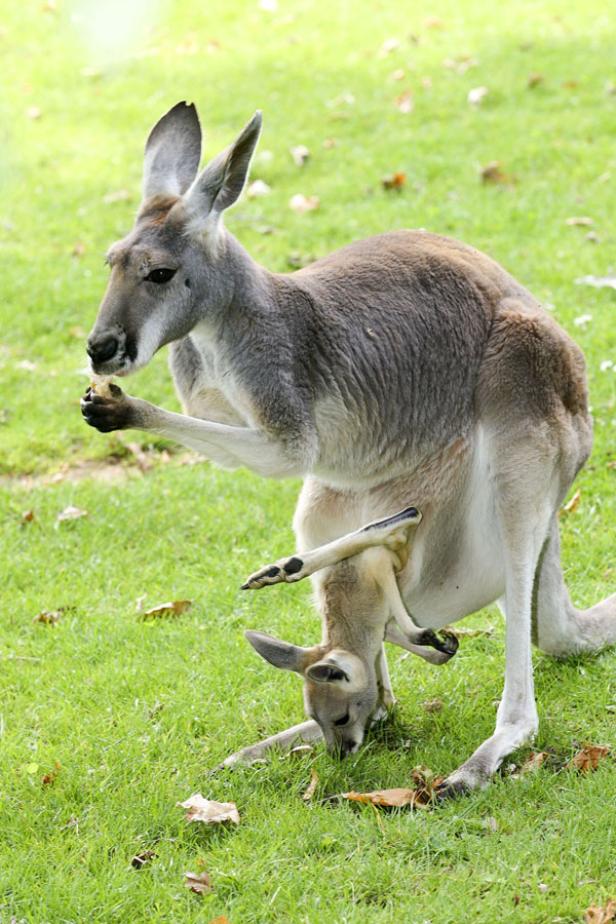 Ein Känguru frisst, während ein Junges aus seinem Beutel schaut und am Gras knabbert.