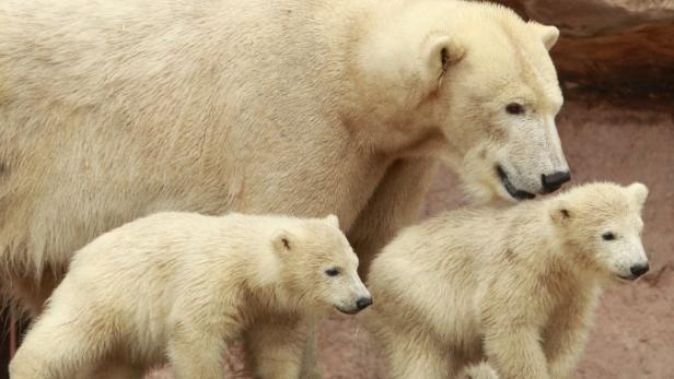 Eine Eisbärin mit ihren beiden Jungen.