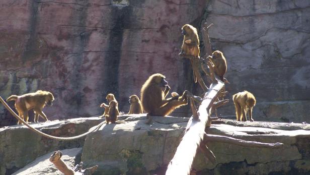 Eine Gruppe von Pavianen sitzt und steht auf einem Felsen vor einer Felswand.