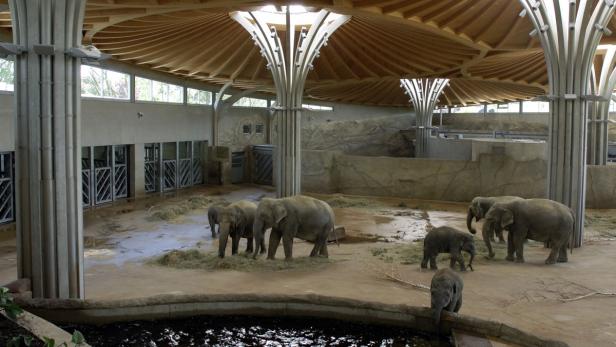 Eine Gruppe Elefanten befindet sich in einem Gehege mit einem Wasserbecken.