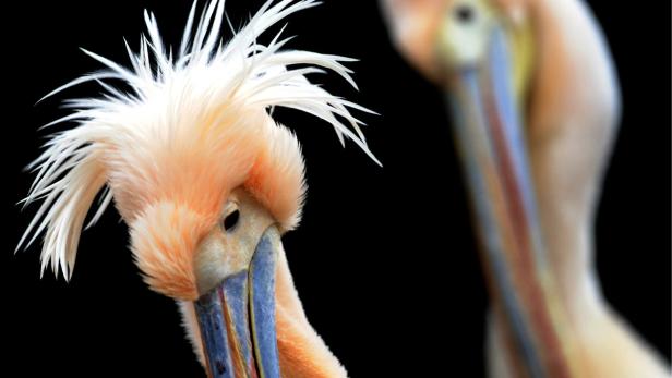 Nahaufnahme eines Pelikans mit auffälliger Federhaube.