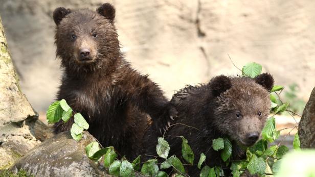 Zwei nasse Braunbären sitzen zwischen grünen Blättern.