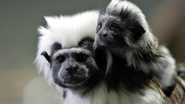 Ein Lisztäffchen trägt sein Junges auf dem Rücken.