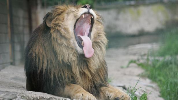 Ein Löwe liegt und gähnt mit weit geöffnetem Maul.