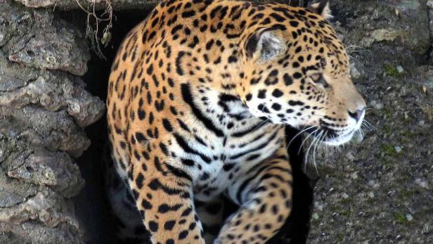 Ein Jaguar verlässt eine dunkle Höhle.
