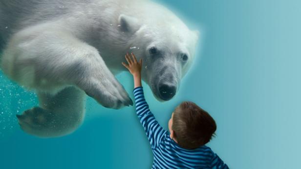Ein Kind streckt seine Hand nach einem Eisbären aus, der unter Wasser schwimmt.