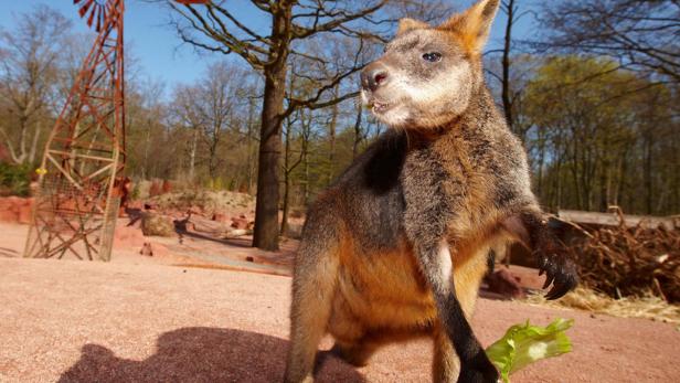 Ein Känguru steht aufrecht und hält ein Salatblatt in der Hand.