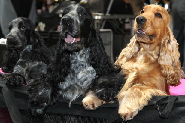 Drei Cocker Spaniel sitzen zusammen in einer Reihe.