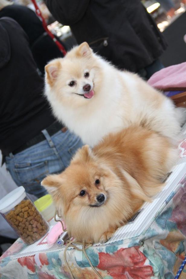 Zwei Zwergspitze sitzen auf einem Tisch mit einer bunten Tischdecke.