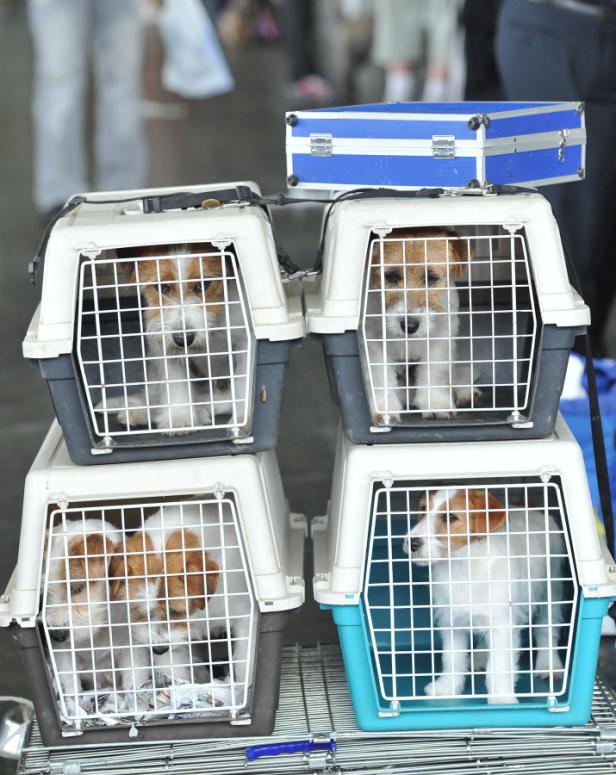 Vier Jack Russell Terrier sitzen in ihren Transportboxen, die übereinander gestapelt sind.