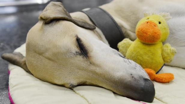 Ein schlafender Hund liegt neben einem gelben Stofftier-Entchen auf einer Decke.