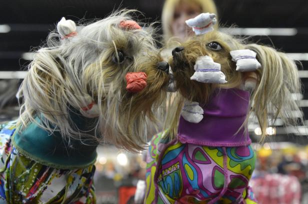 Zwei Yorkshire Terrier mit Lockenwicklern und bunter Kleidung stehen nebeneinander.