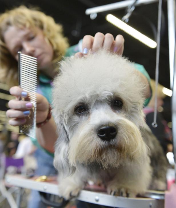 Eine Frau kämmt das Fell eines kleinen Hundes.