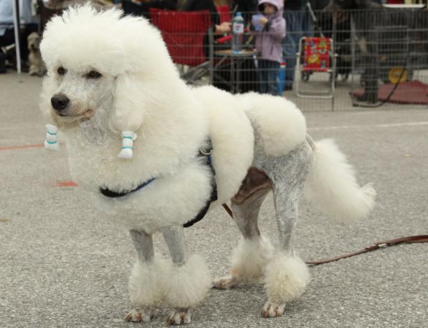 Ein weißer Pudel mit aufwendiger Schur steht auf einem grauen Untergrund.