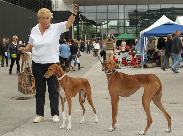 Eine Frau führt zwei braune Windhunde auf einer Veranstaltung aus.