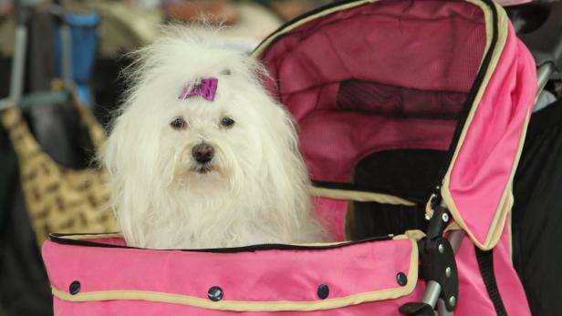 Ein weißer Hund mit Schleife sitzt in einem pinkfarbenen Kinderwagen.