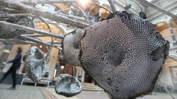 Eine Installation mit getrockneten Sonnenblumenköpfen in einem Ausstellungsraum.