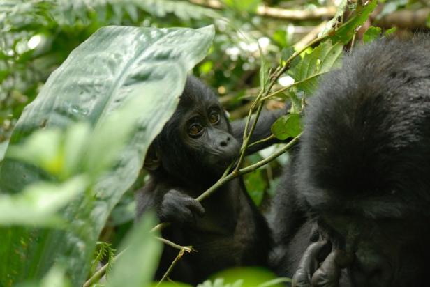 Bedrohte Berggorillas: So kann man sie schützen