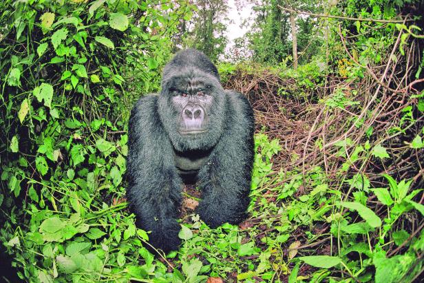 Bedrohte Berggorillas: So kann man sie schützen