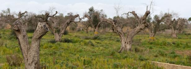 Schädling Xylella: EU darf Rodungsbefehl geben