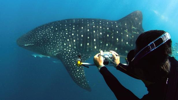 Ein Taucher fotografiert einen Walhai unter Wasser.