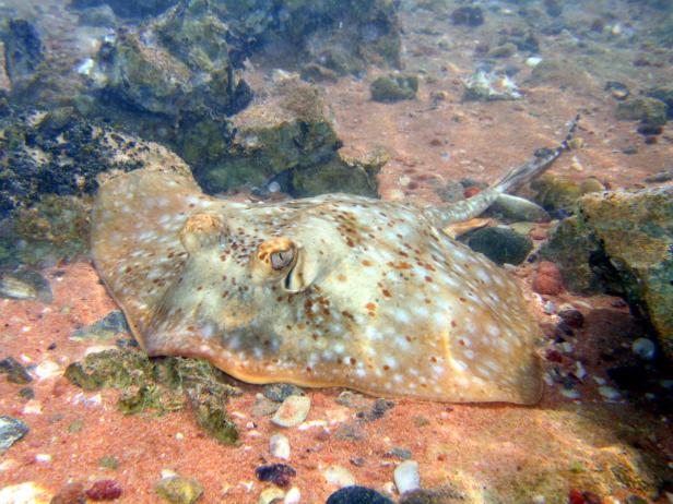 Ein Stachelrochen ruht auf dem sandigen Meeresboden zwischen Felsen.