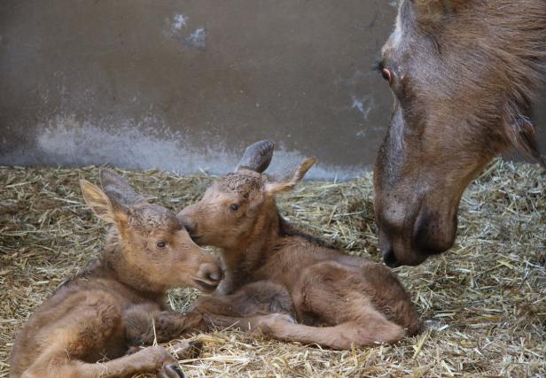 Elchzwillinge verstärken Crew des Innsbrucker Alpenzoos