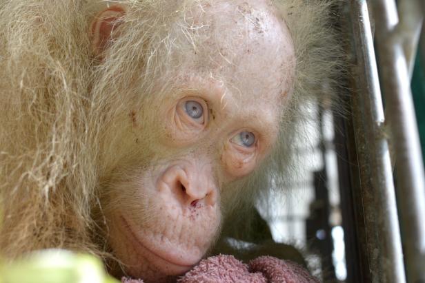 Extrem seltener Albino-Orang-Utan auf Borneo gerettet