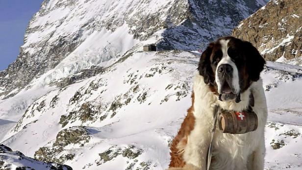 10 Gründe, warum wir Hunde lieben