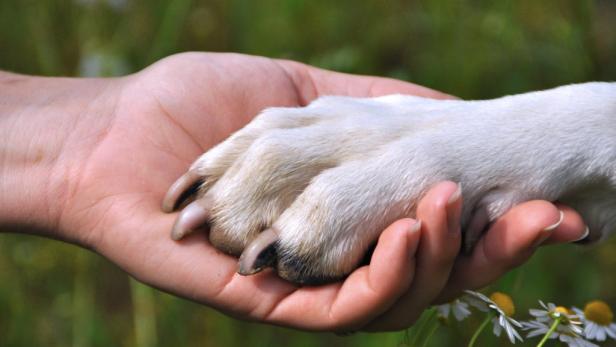 10 Gründe, warum wir Hunde lieben