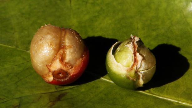 Zwei Kaffeekirschen liegen auf einem grünen Blatt.