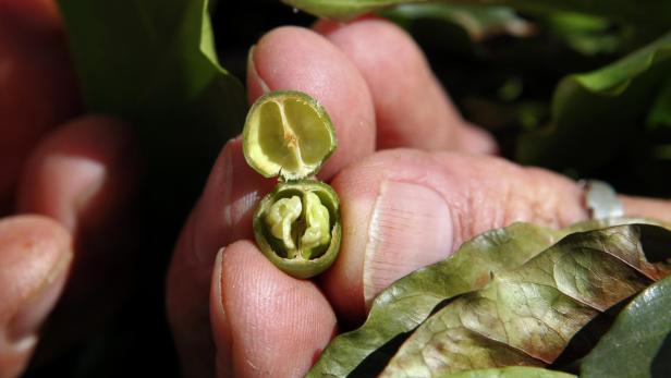 Eine Hand hält eine geöffnete grüne Frucht, in der zwei Samen zu sehen sind.