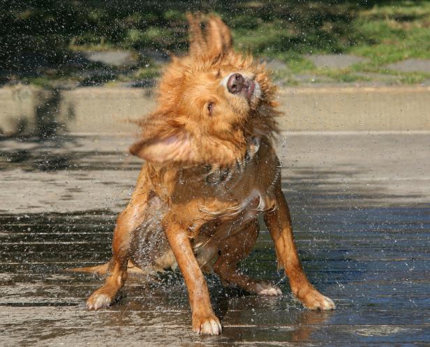 Hunde verstehen, was Menschen sagen