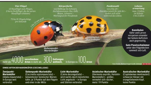 Asiatischer Marienkäfer verdrängt die heimischen Arten