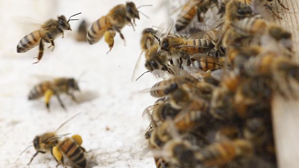 Warum Milben und Gifte US-Bienenfarmen bedrohen