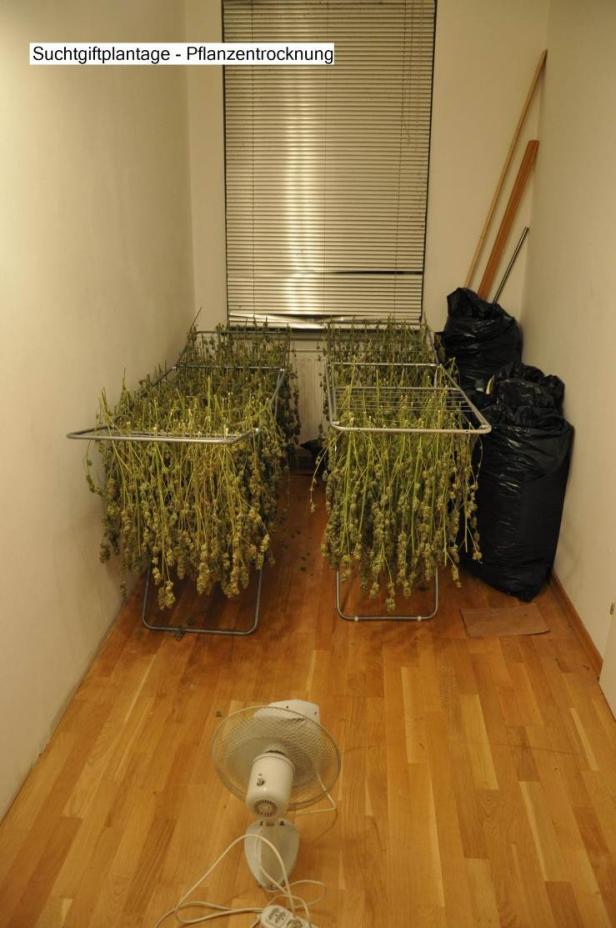 Getrocknete Cannabis-Pflanzen hängen in einem Raum mit einem Ventilator auf dem Boden.