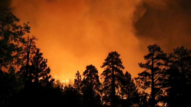 Ein Waldbrand erhellt den Himmel orange hinter den Silhouetten von Bäumen.