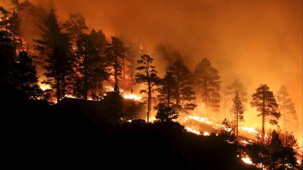 Ein Waldbrand breitet sich über einen bewaldeten Hügel aus.