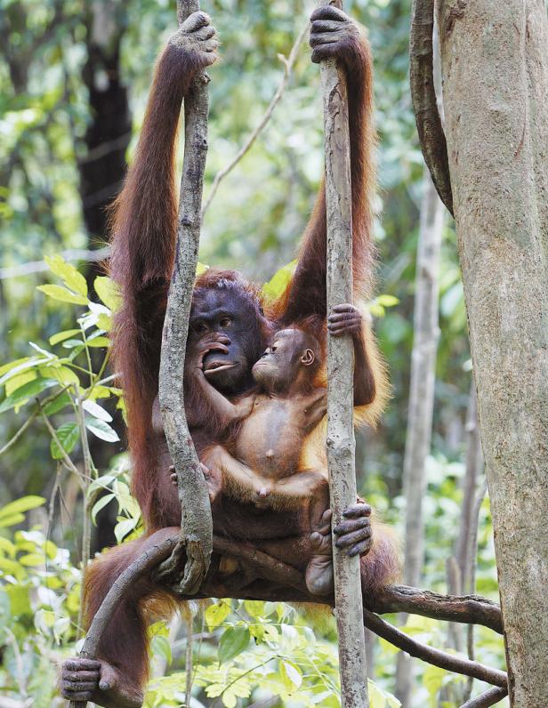 Diese Frau kämpft für die letzten Orang-Utans
