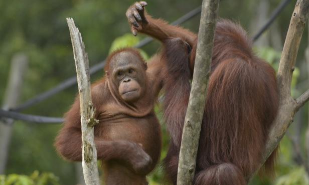 Diese Frau kämpft für die letzten Orang-Utans