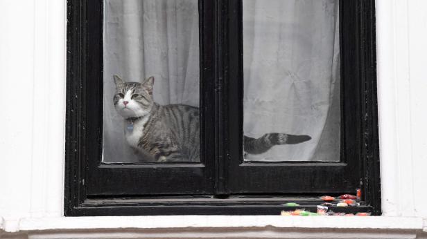 Nur die Botschaftskatze schaute am Freitag aus dem Fenster Nur die Botschaftskatze schaute am Freitag aus dem Fenster