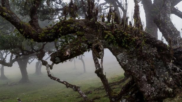 Madeira – einmal ganz objektiv betrachtet