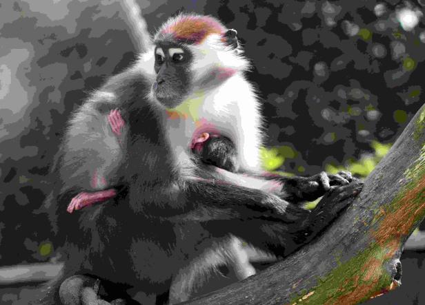 Zoo Schmiding feiert Babyboom
