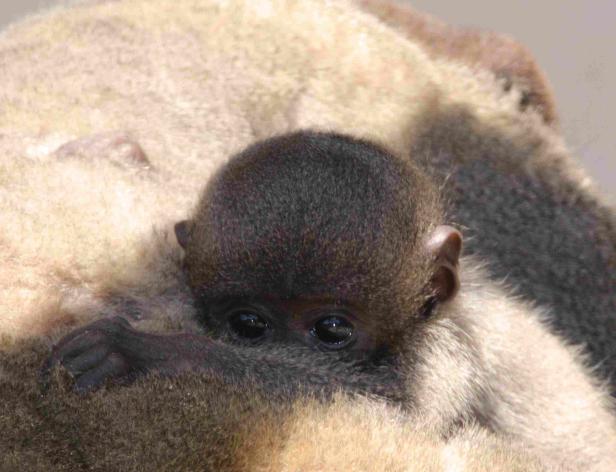 Zoo Schmiding feiert Babyboom