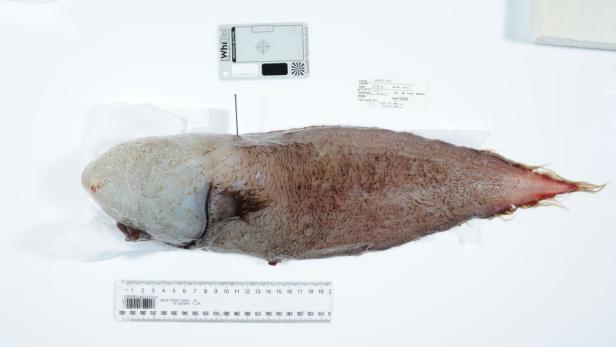 Tiefsee-Forscher entdeckten "Fisch ohne Gesicht"