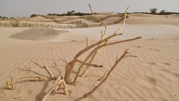 Dutzende Menschen auf Flucht durch Wüste verdurstet
