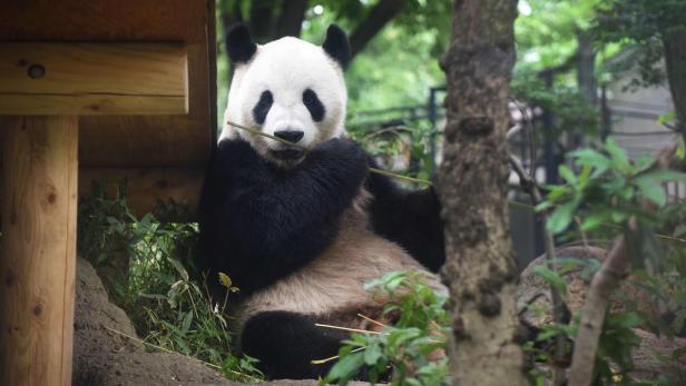 Japan: Panda-Geburt lässt Gastro-Aktien steigen