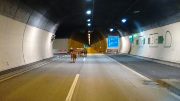 SALZBURG: ENTLAUFENDE KÜHE SORGTEN FÜR VERKEHRSCHA Kühe auf Autobahn: Verkehrschaos in Salzburg