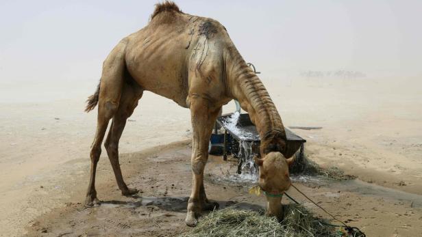 Katar-Krise: 7.000 Kamele müssen zurück ins Emirat